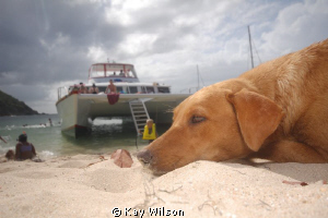 An island dog takes a sandy siesta on Mayreau, Tobago Cays. by Kay Wilson 